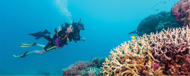 Calypso Snorkel and Dive. Port Douglas tour. Great Barrier Reef.